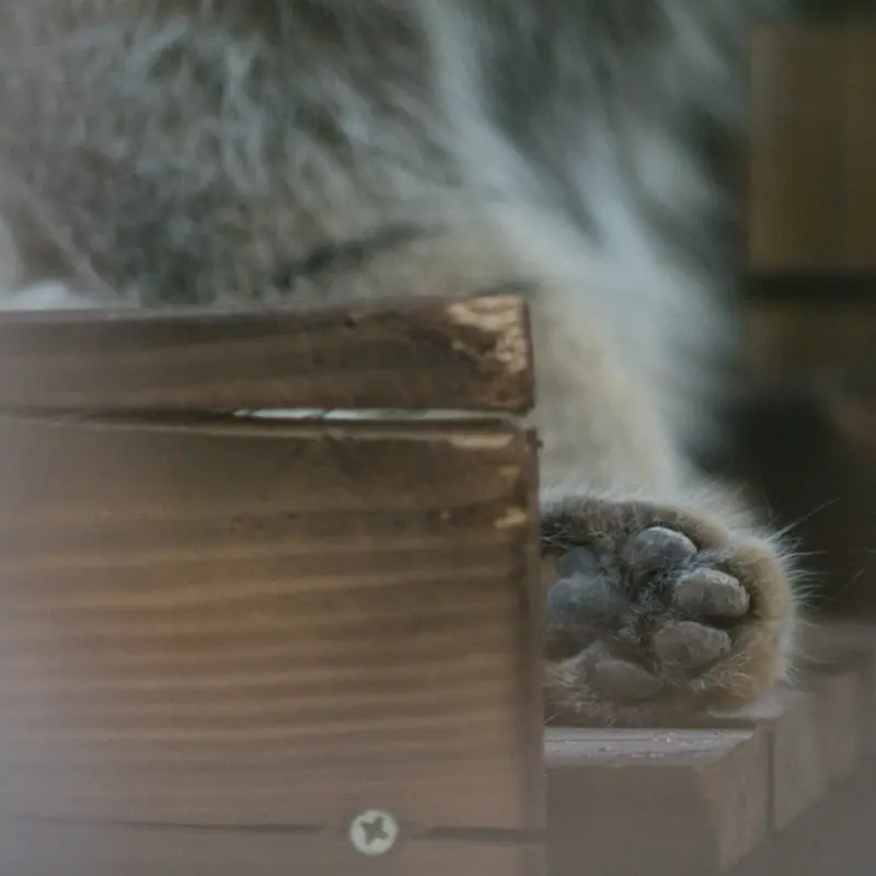 野毛山動物園のフィーガの写真