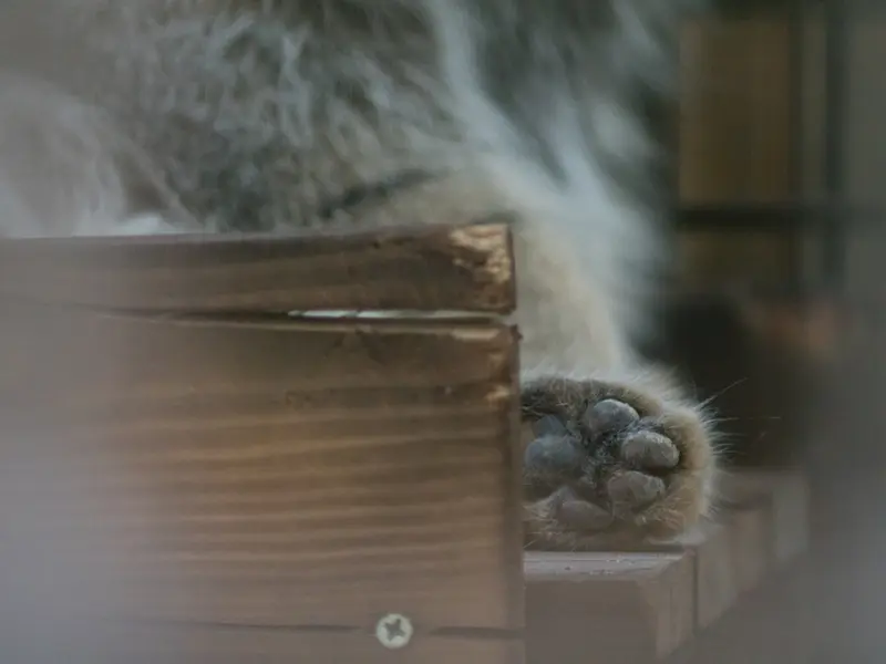 野毛山動物園のフィーガの写真