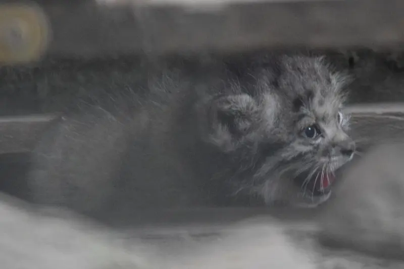 ブダペスト動物園・植物園のボリス Ⅱの写真