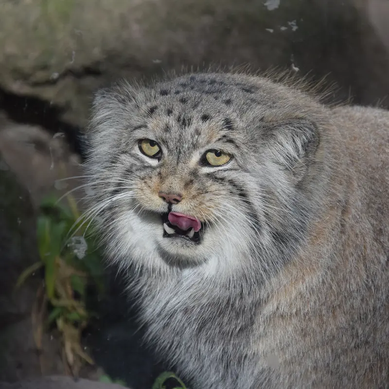 ブダペスト動物園＆植物園のボフスの写真
