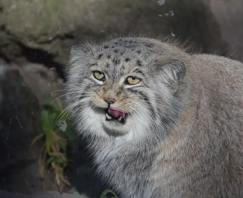 ブダペスト動物園＆植物園のボフスの写真