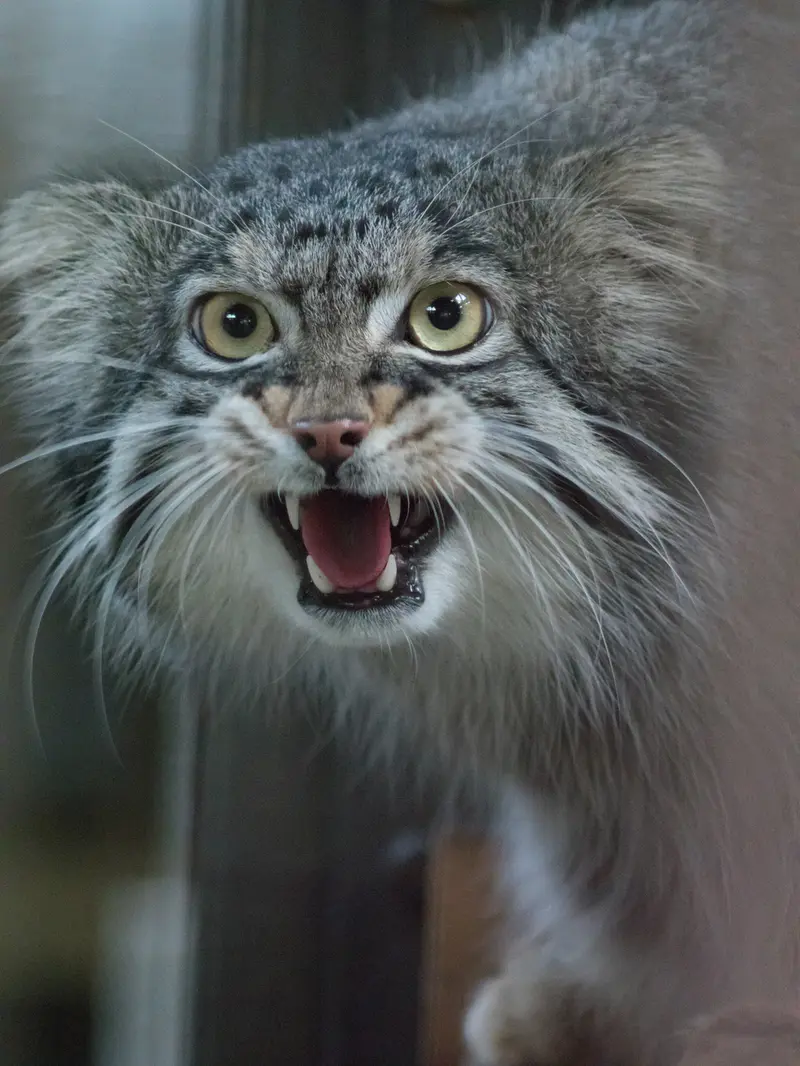野毛山動物園のフィーガの写真