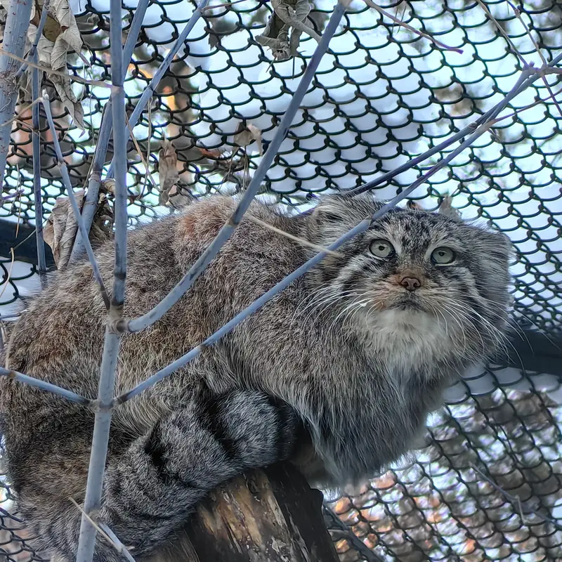 ノヴォシビルスク動物園のロロの写真