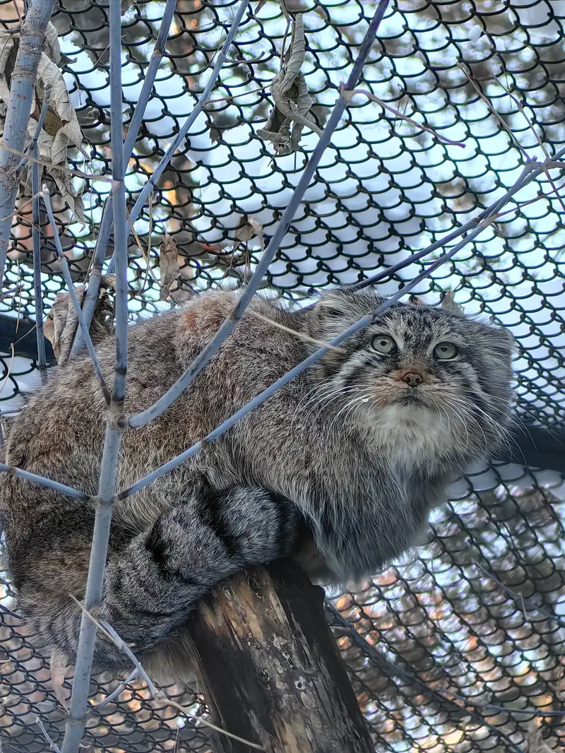 ノヴォシビルスク動物園のロロの写真