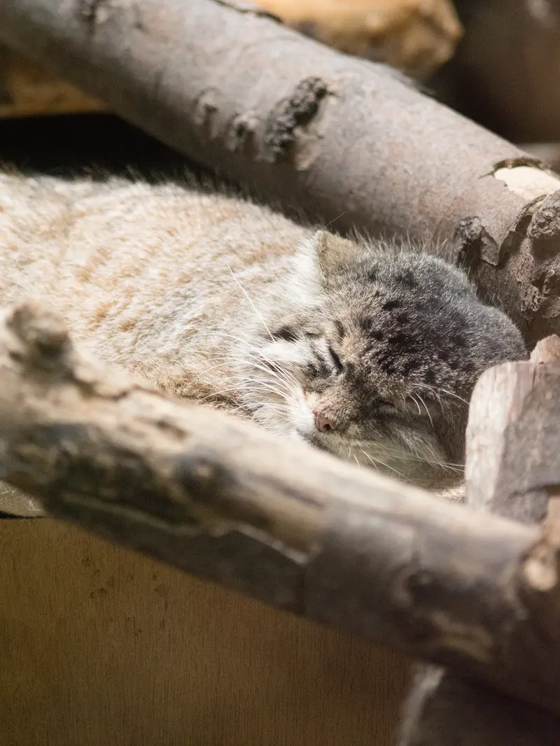 恩賜上野動物園のプリームラの写真