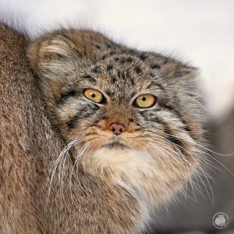ノヴォシビルスク動物園のマヌルネコのロロ