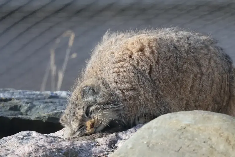 コルケアサーリ動物園のミミの写真