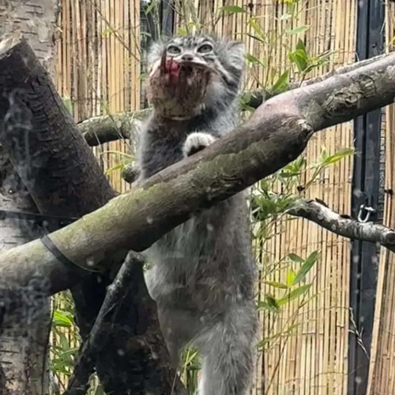 エディンバラ動物園のアキコの写真