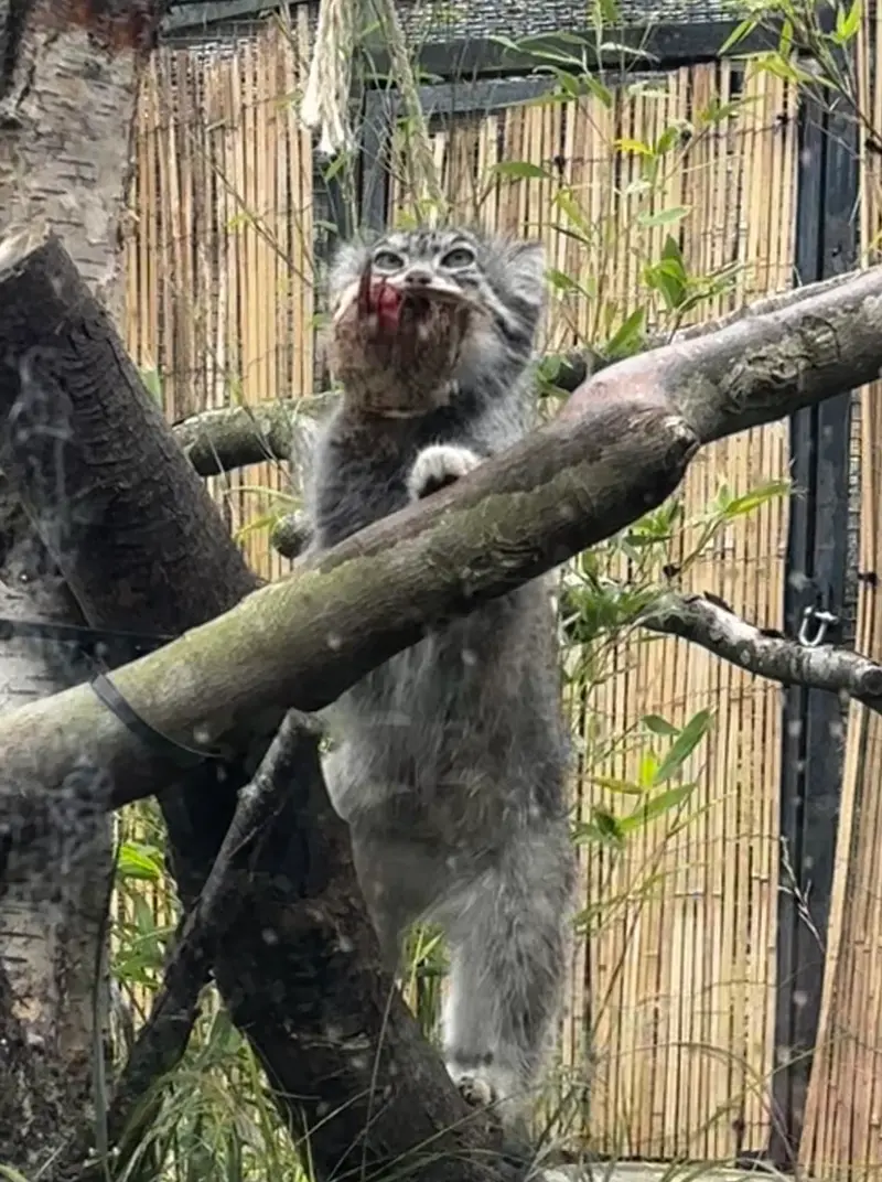 エディンバラ動物園のアキコの写真