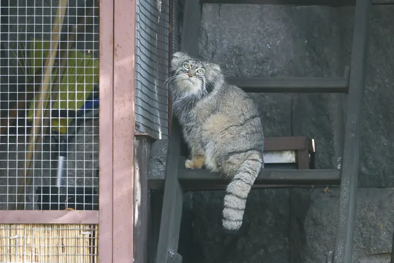 モスクワ動物園のティモフェイの写真