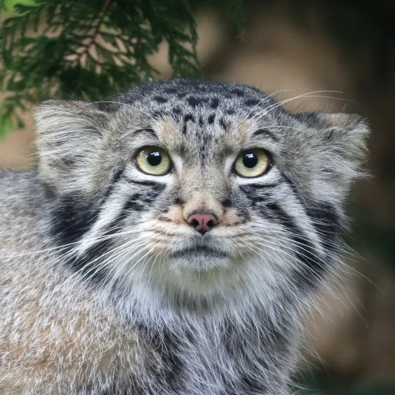 那須どうぶつ王国のマヌルネコのナゴム
