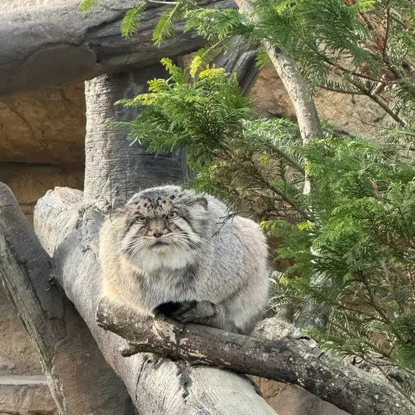 那須どうぶつ王国のボルの写真