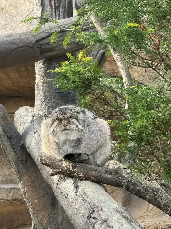 那須どうぶつ王国のボルの写真