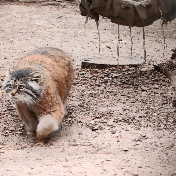 ノヴォシビルスク動物園のマヌルネコの写真