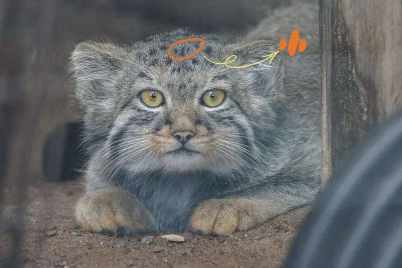 レニングラード動物園のバークの写真