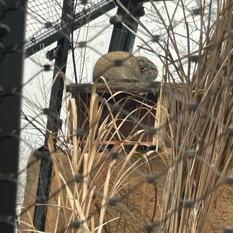 プラハ動物園のスパイの写真