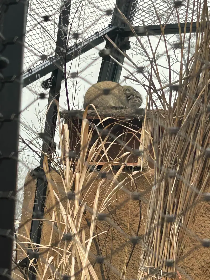 プラハ動物園のスパイの写真