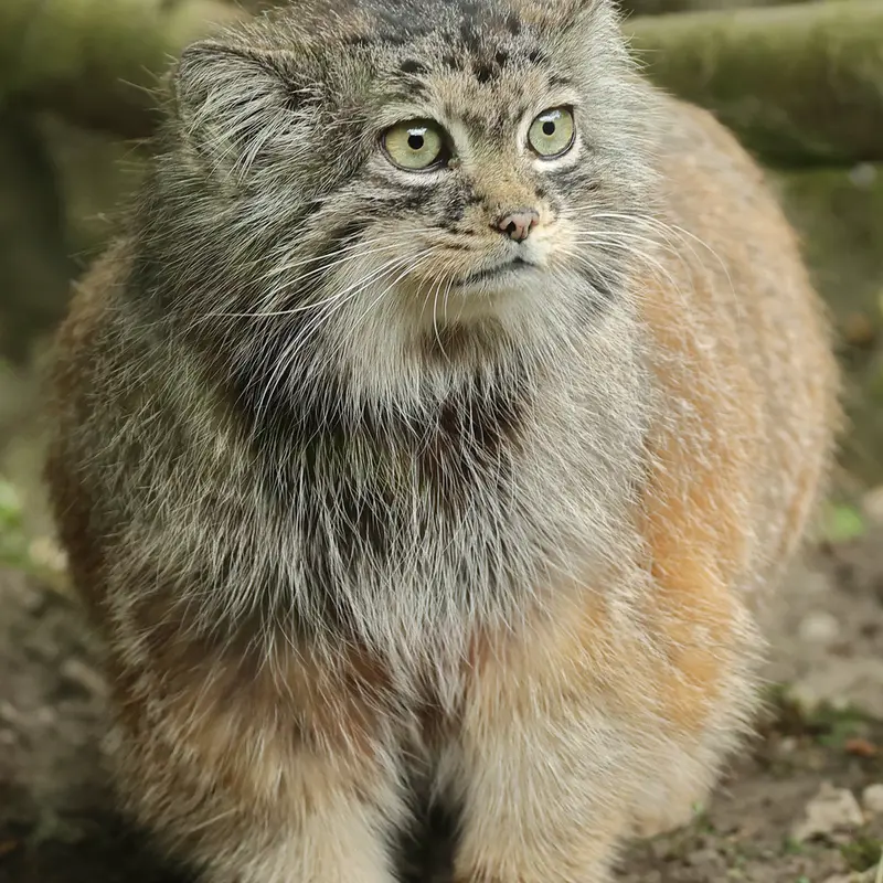 ロッテルダム動物園のポエスの写真