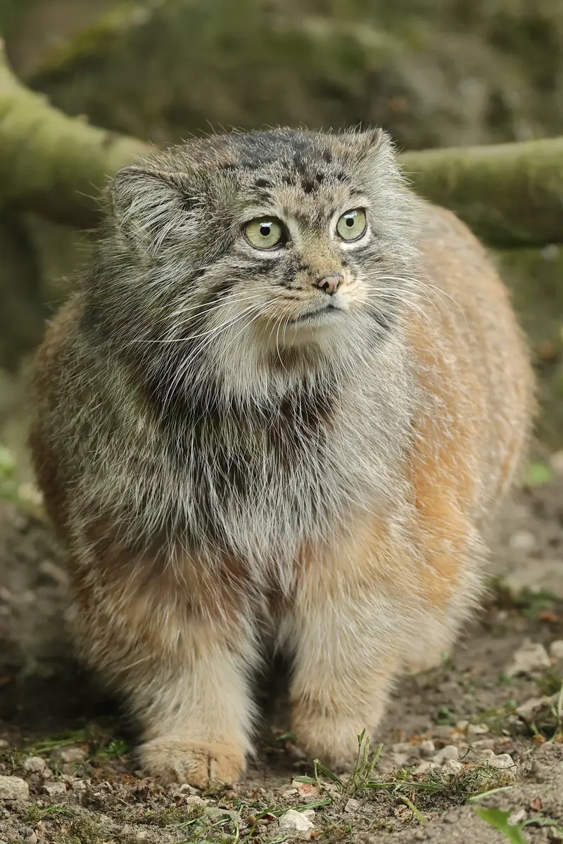 ロッテルダム動物園のポエスの写真