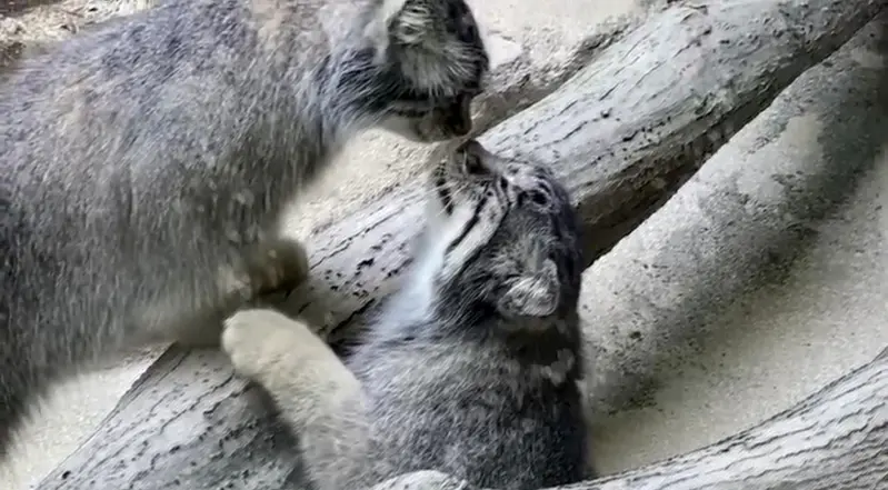 マヌルネコの写真