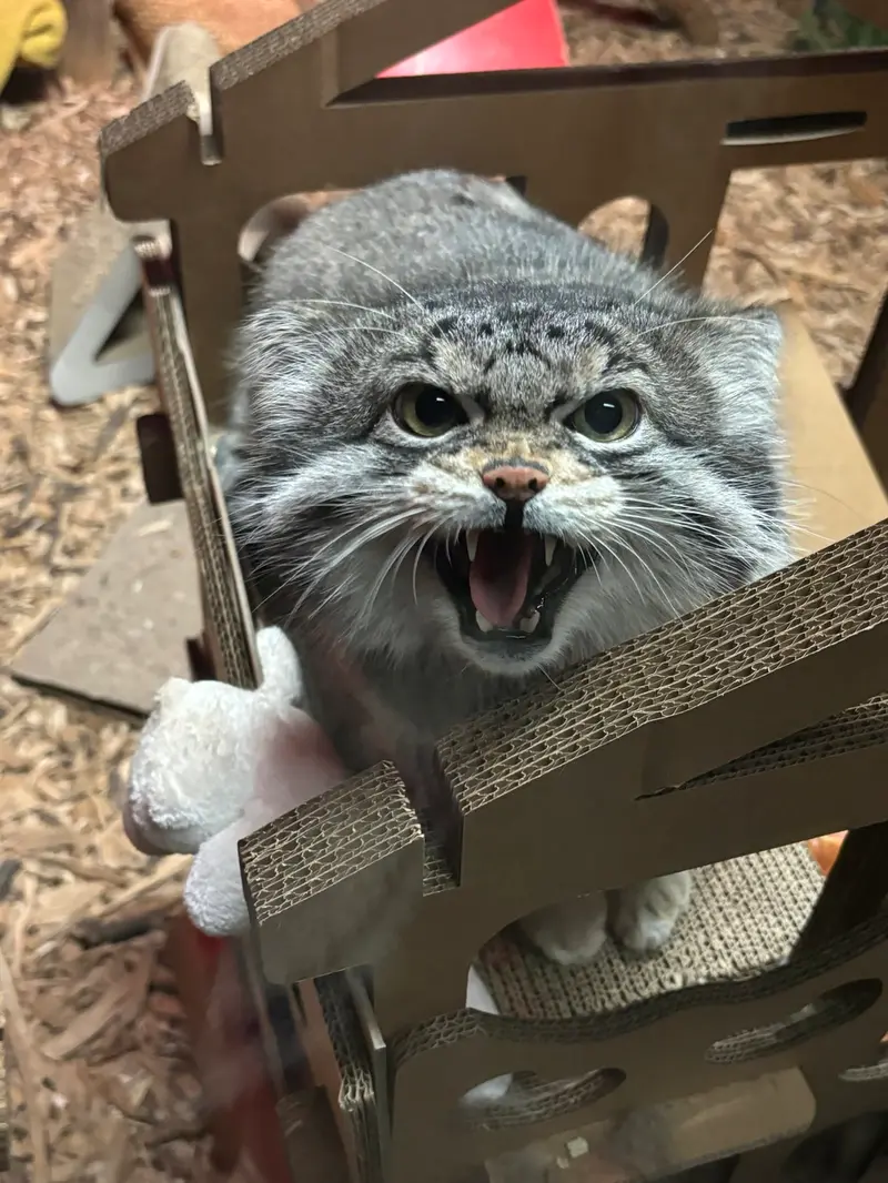 スペリオル湖動物園のパブの写真