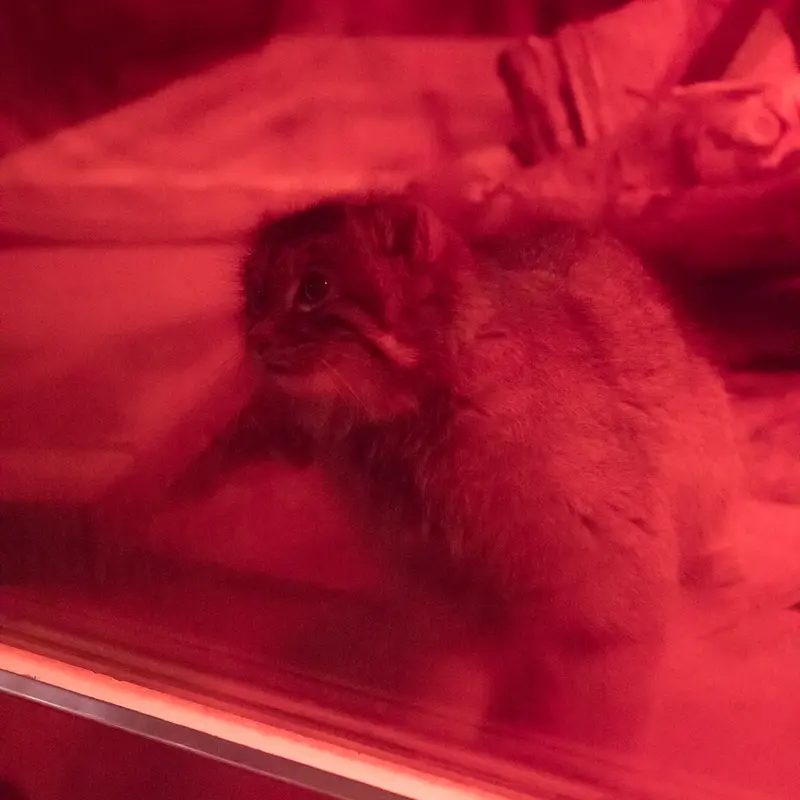 恩賜上野動物園のナイマの写真