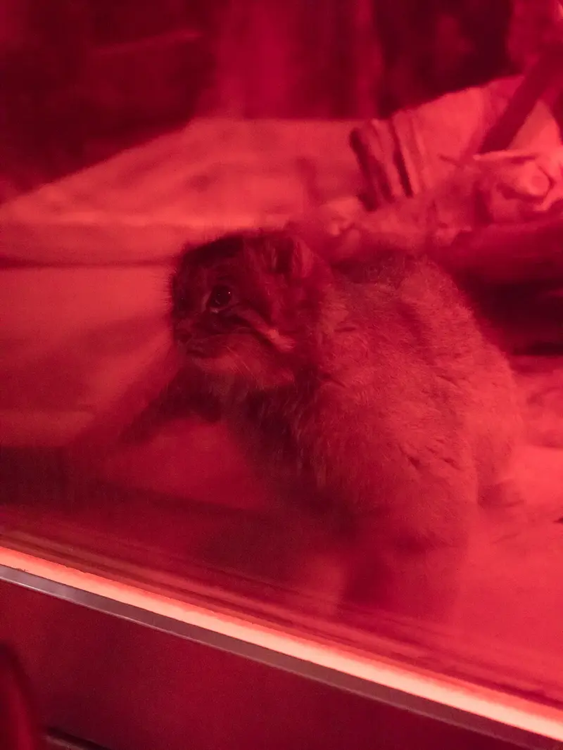 恩賜上野動物園のナイマの写真