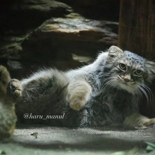 恩賜上野動物園のサフランの写真