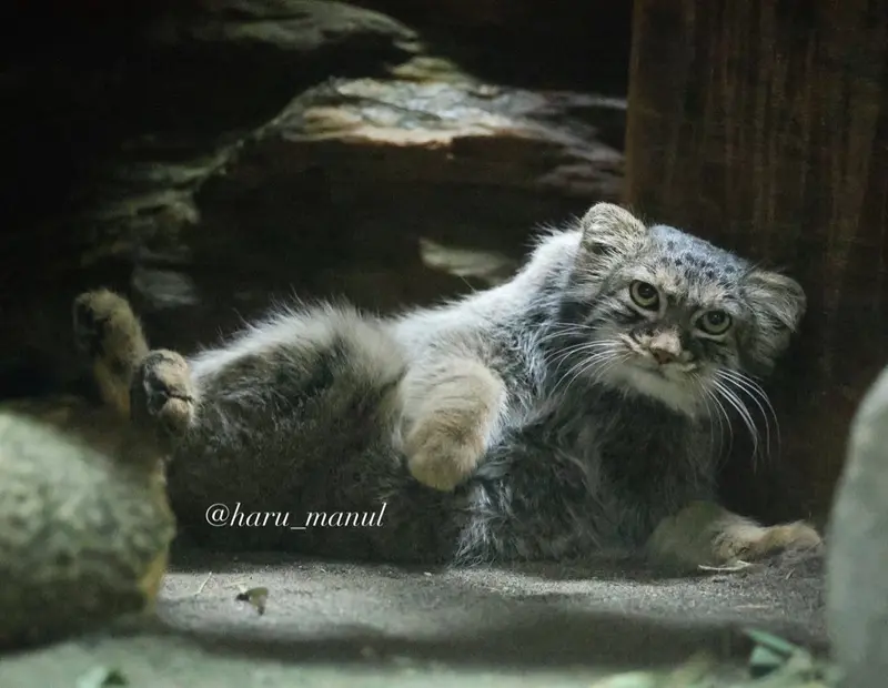 恩賜上野動物園のサフランの写真