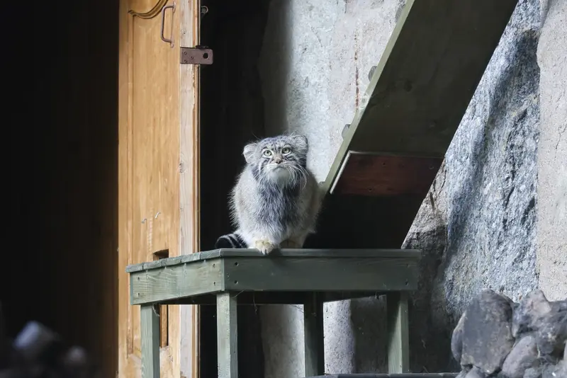 モスクワ動物園のティモフェイの写真