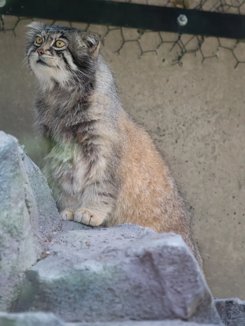 旭山動物園のグルーシャの写真