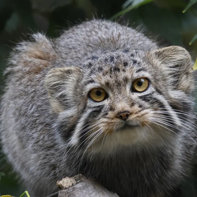 ノヴォシビルスク動物園のイヴの子（2026年生まれ）Ⅱの写真
