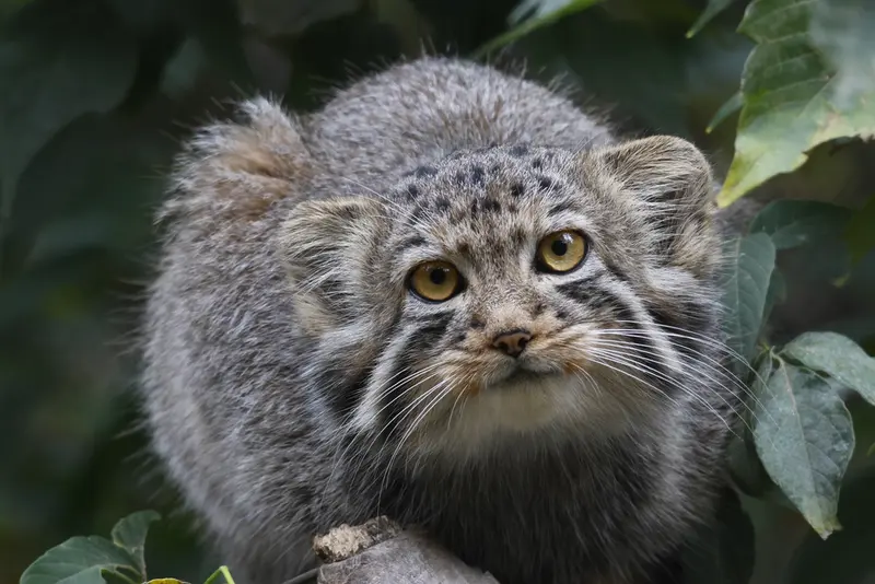ノヴォシビルスク動物園のマヌルネコの写真
