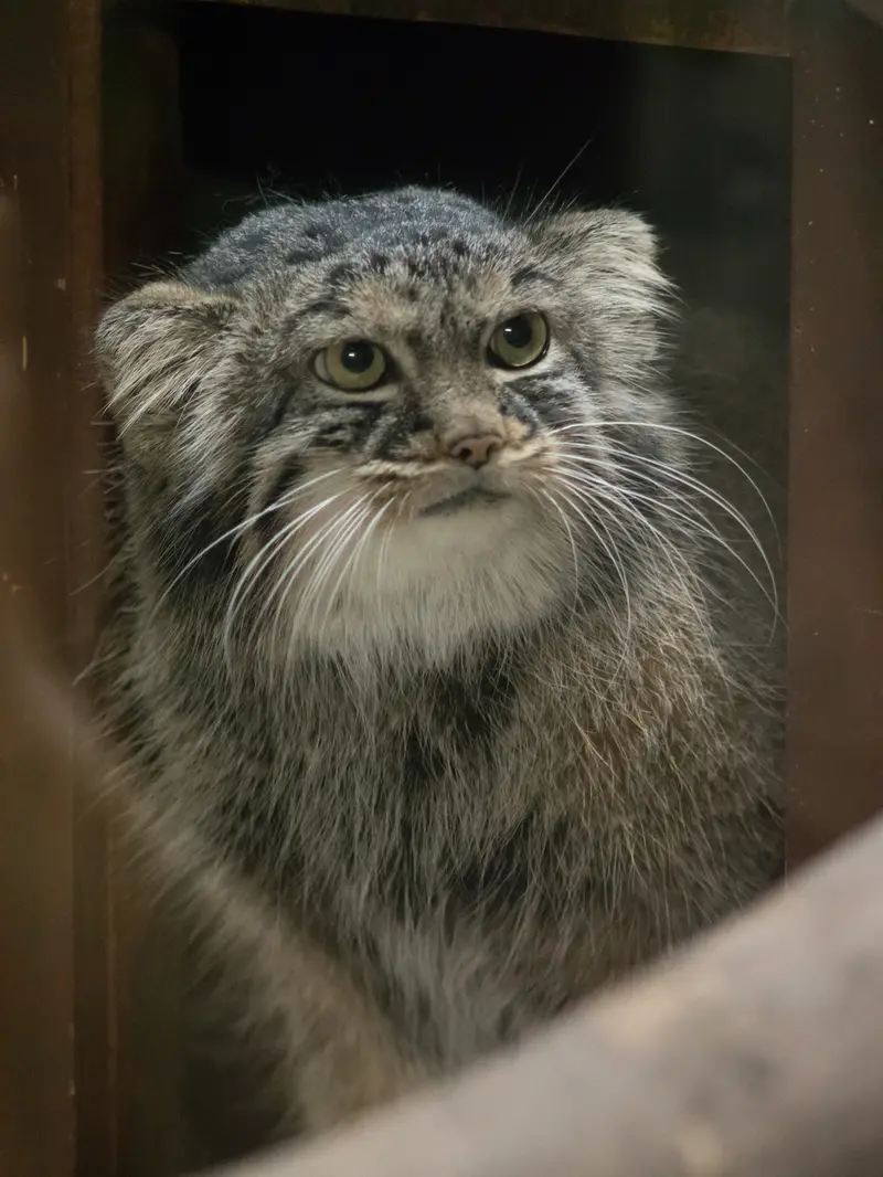 恩賜上野動物園のサフランの写真