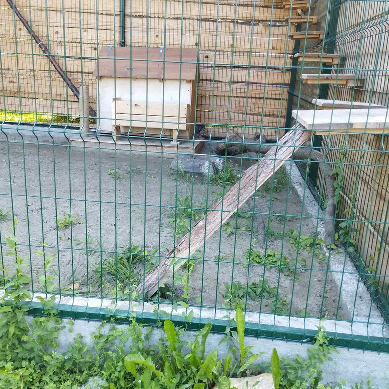 バルナウル動物園「レースナヤ・スカースカ」のチップの写真