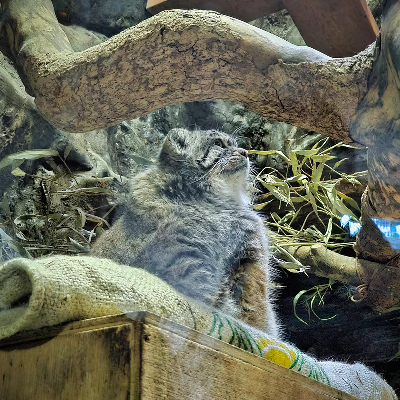 恩賜上野動物園のマヌルネコの写真