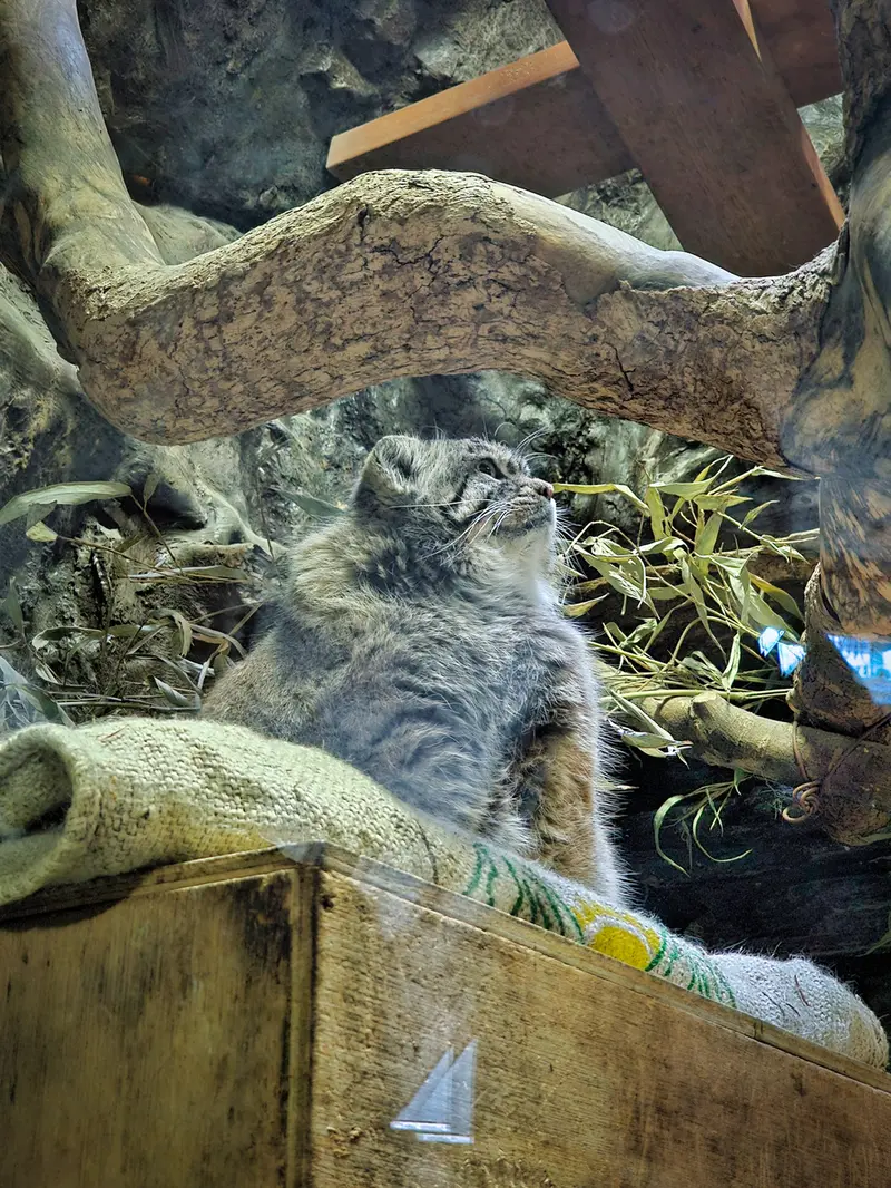 恩賜上野動物園のマヌルネコの写真