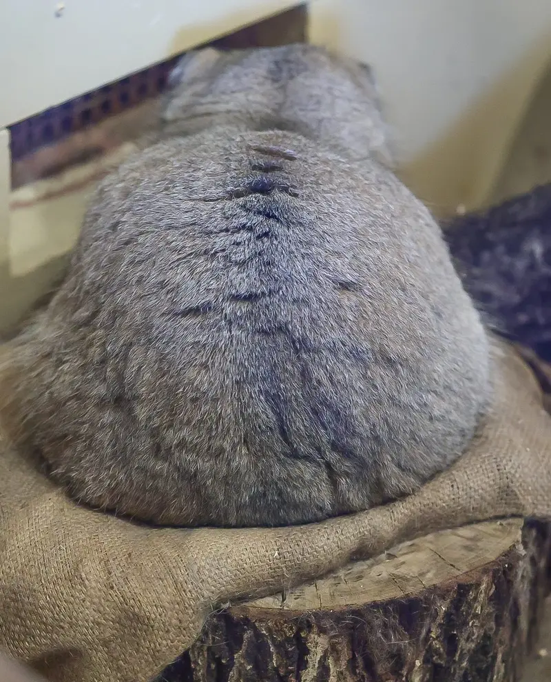 恩賜上野動物園のプリームラの写真