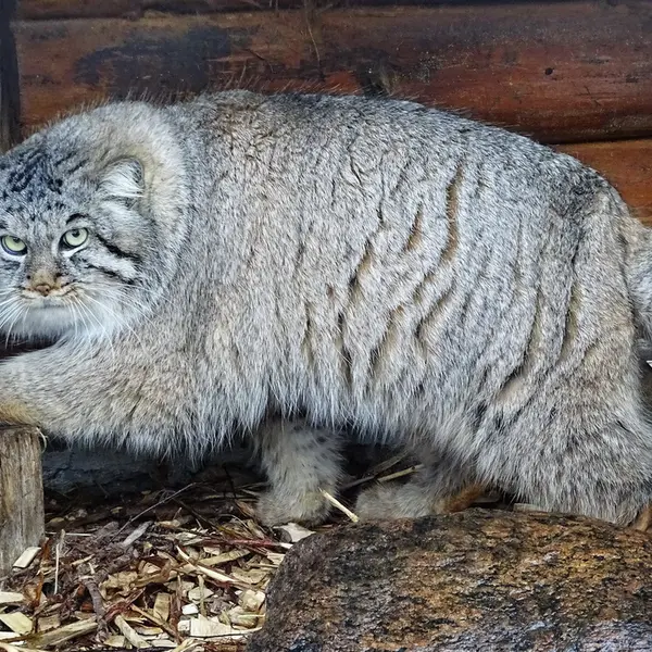 リガ動物園のビョルンの写真