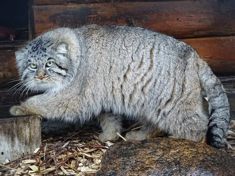 リガ動物園のビョルンの写真