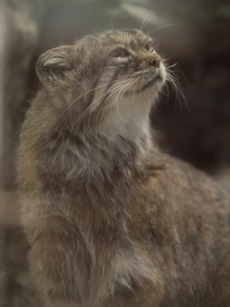 恩賜上野動物園のプリームラの写真
