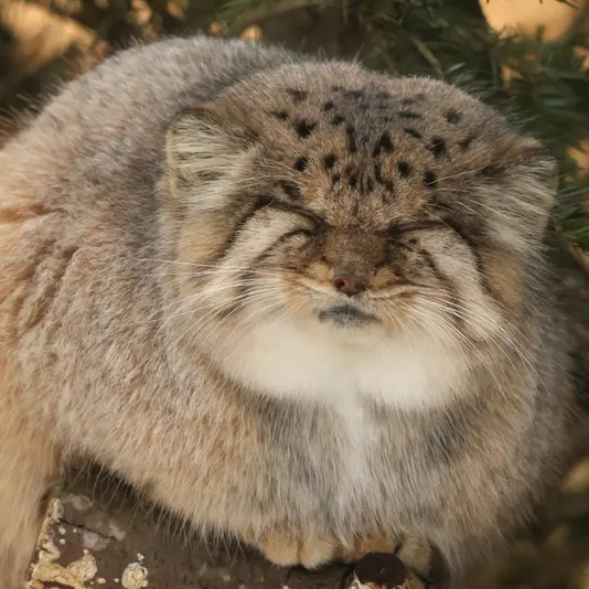 那須どうぶつ王国のボルの写真