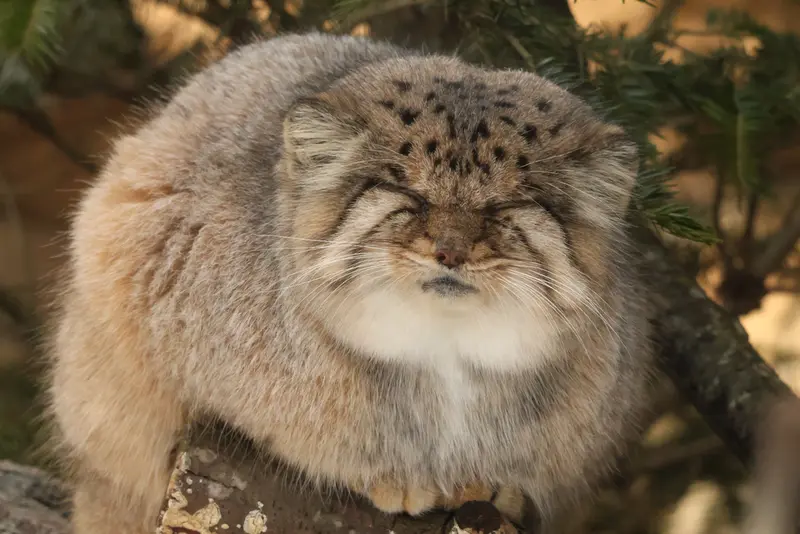那須どうぶつ王国のボルの写真