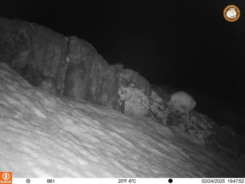 アクタス＝クンコラ［新］カメラトラップで撮影したOtocolobus manul manulの写真
