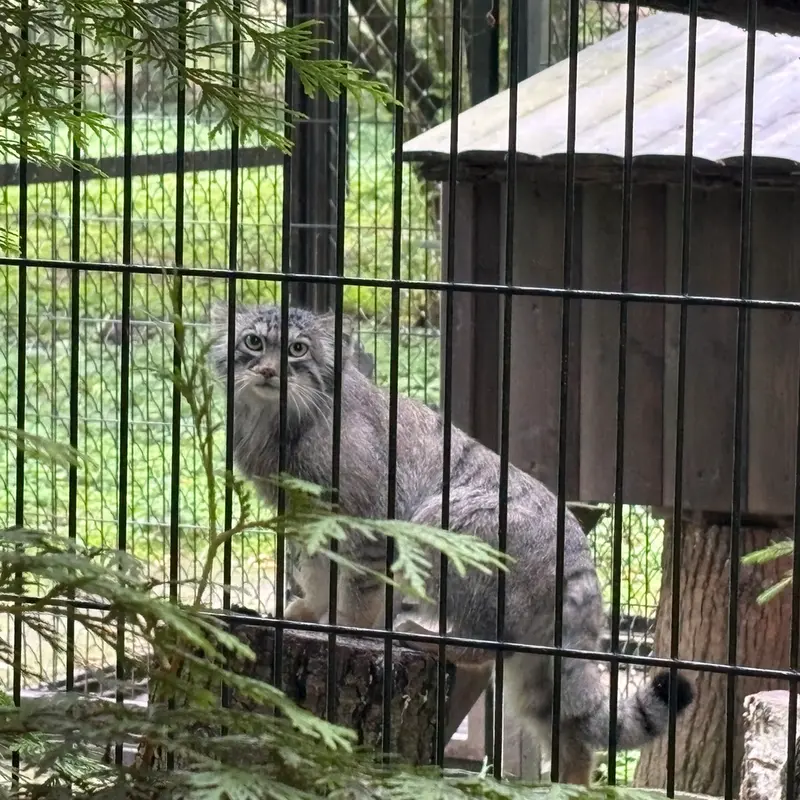 クラクフ動物園のツァスの写真