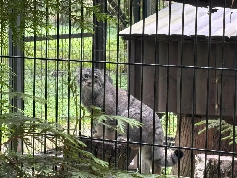 クラクフ動物園のツァスの写真