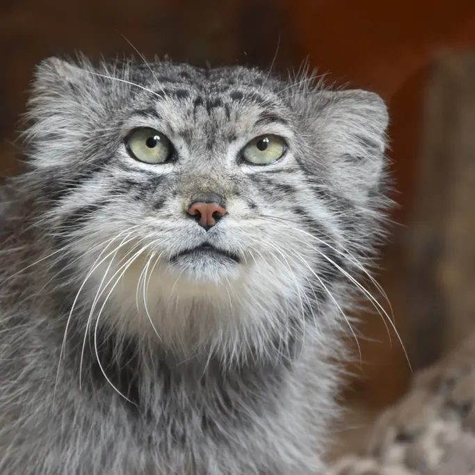 エディンバラ動物園のアキコの写真
