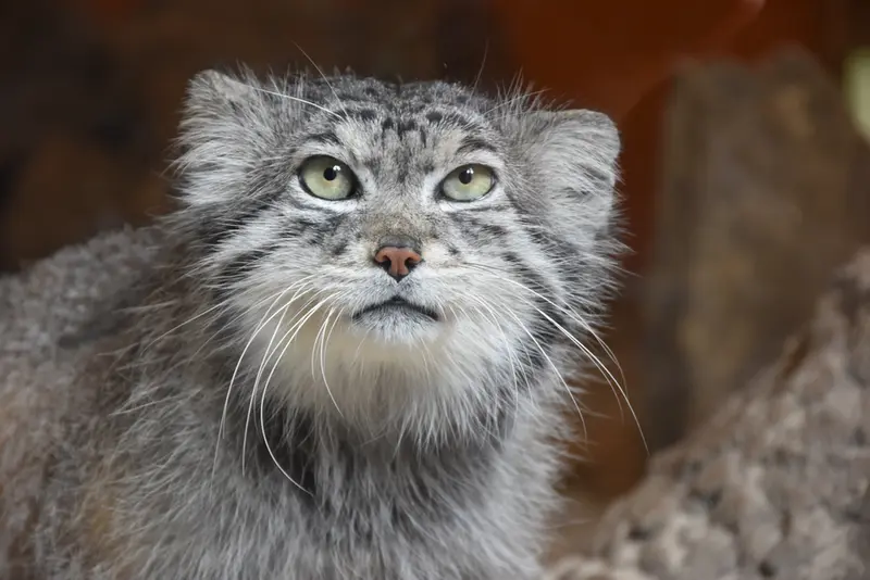 エディンバラ動物園のアキコの写真