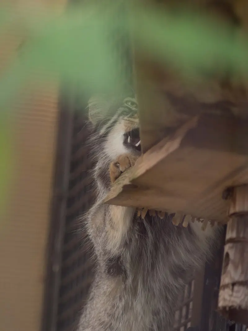 旭山動物園のヒデの写真