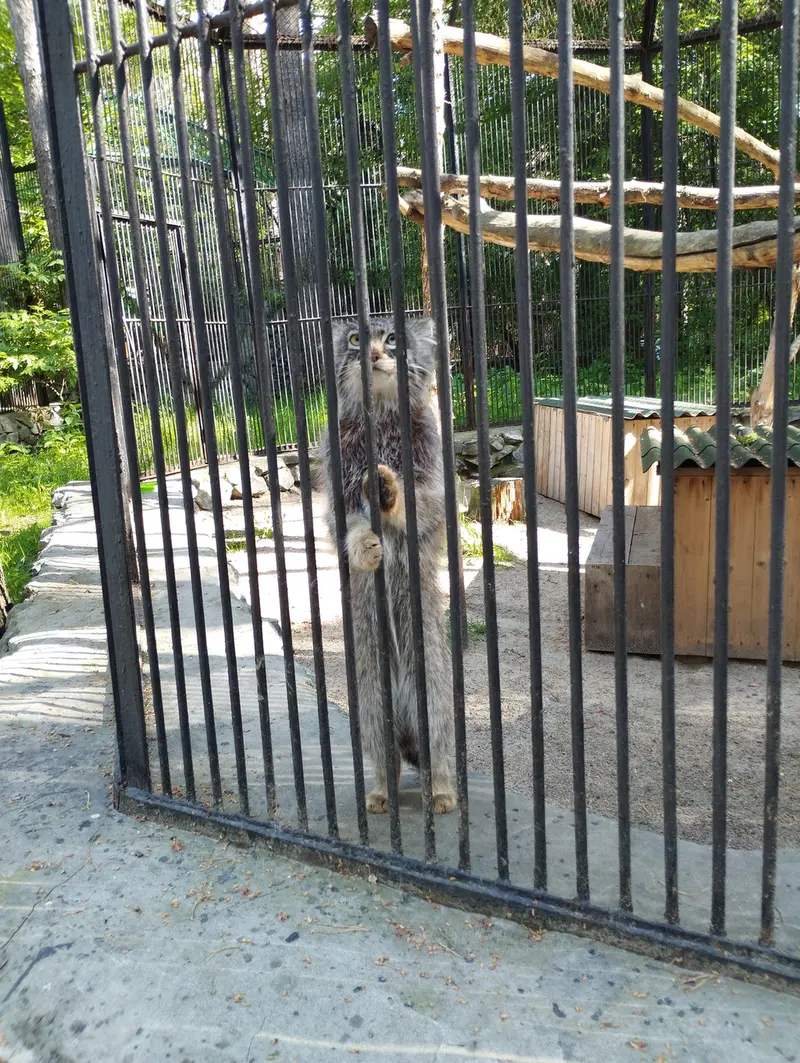 ノヴォシビルスク動物園のマヌルネコの写真